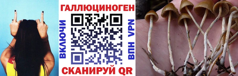 Галлюциногенные грибы мицелий  Купить  Ленинск 